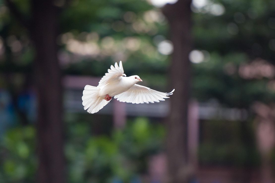 Shepherd Unknown: Trusting God with the Next Pope